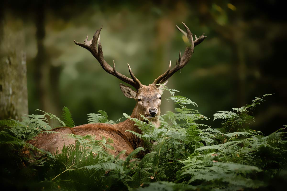 Reh im Wald